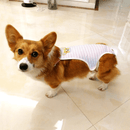 Huisdierenondergoed Outfit