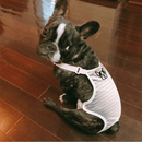 Huisdierenondergoed Outfit